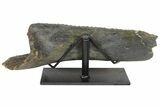 Hadrosaur (Hypacrosaurus) Jaw Section with Stand - Montana #165903-3